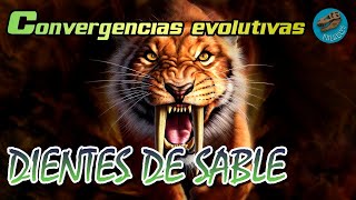 Convergencias evolutivas DIENTES DE SABLE [upl. by Sillihp]