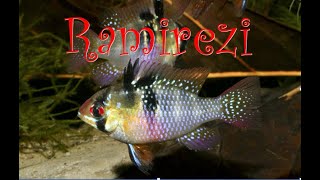 BLUE RAM  RAMIREZI CICHLID in NATURE  Mikrogeophagus ramirezi    ramirezi in the wild [upl. by Ekram422]