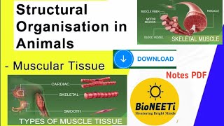 Muscular Tissues  Structure Types Functions Structural Organisation Animals NEET [upl. by Loy]