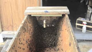 Installing the First Package of Bees in a TopBar Hive [upl. by Pleione]