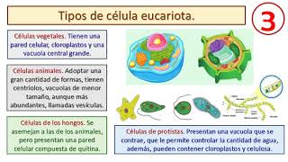 Las células procariotas y eucariotas [upl. by Perdita]