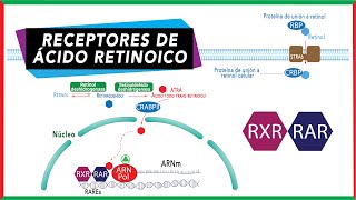 Receptores de vitamina A Receptor de Ácido Retinoico RAR y Receptor X retinoide RXR  Bioquímica [upl. by Evreh]