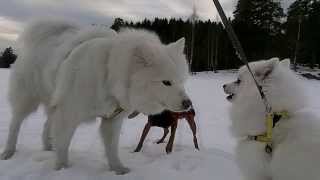 117 My Japanese Spitz 日本スピッツ meets the Samoyed for the first time [upl. by Atilemrac]