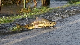 Skokomish River salmon cross the roadPart 1 [upl. by Vidal]