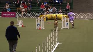 2017 AKC Agility InvitationalCheyenne Akitaround 3 [upl. by Melissa742]