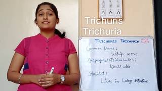 Trichuris Trichuria morphology Life cycle in hindi Pathogenesis in hindi Lab diagnosis [upl. by Blunk651]