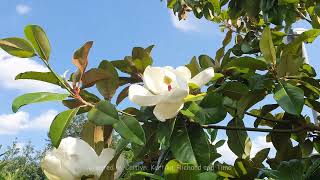 Magnolia grandiflora 24 Below 4k in north Germany [upl. by Nylaras]