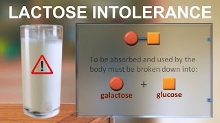 Lactose intolerance IQOGCSIC [upl. by Nosle242]