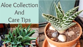 Aloe Collection and Care Tips [upl. by Pyne]