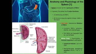 Anatomy amp Physiology of the Spleen [upl. by Malena402]