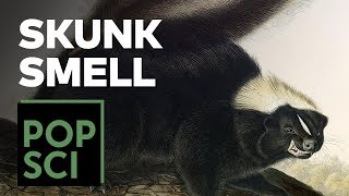 The Science of Why Skunks Smell [upl. by Doerrer]