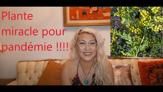 Plante MIRACLE pour infections parasites malaria C O V I D et bien plus [upl. by Jerz]