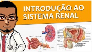 Sistema Excretor  Renal  Urinário 01  Introdução e Anatomia Rins ureteres bexiga uretra P1 [upl. by Yla]