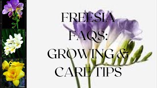 Freesia FAQs Growing amp Care Tips [upl. by Hiamerej317]