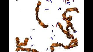 Selfassembly of peptide fibrils [upl. by Lottie]