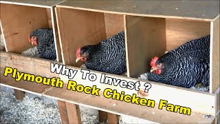 Plymouth Rock Chicken Farm For Meat And Egg Production  Why To Invest Money [upl. by Cichocki]