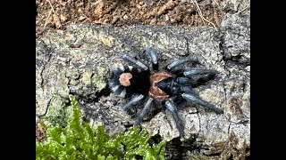 Cyriocosmus elegans Love Heart Butt rehouse and care [upl. by Natassia]