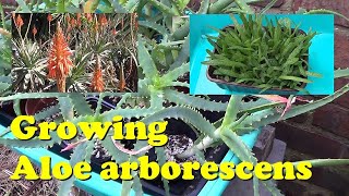 Growing Aloe arborescens From Seeds succulents [upl. by Africah]