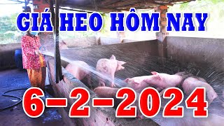 Giá Heo Hơi Hôm Nay Ngày 622024  GIÁ HEO HƠI 3 MIỀN [upl. by Menis]