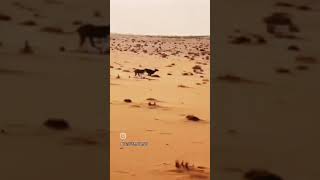 🐾 chippiparai dog 🐾 hunting raabite 🐇💥🐇 whatsapp status ✨🐾 subscribe and like and share 💞✨ [upl. by Annahsor]