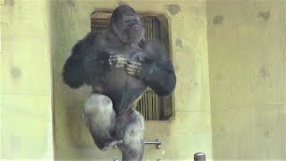 シャバーニ ドラミング50連 Gorilla drumming50beat Best Shabani [upl. by Yadnil]