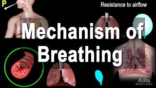 Mechanism of Breathing Animation [upl. by Esiled]