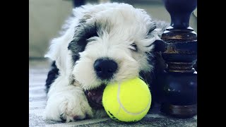 Sheepadoodle Puppies  Sheepadoodles [upl. by Tad]