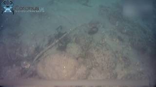 Benthic ecology survey  Marine ecology surveyed using drop down video DDV camera system [upl. by Eycats103]