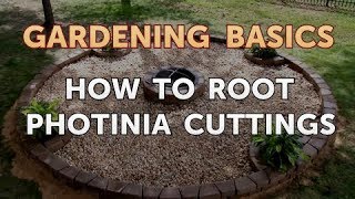 How to Root Photinia Cuttings [upl. by Tupler202]