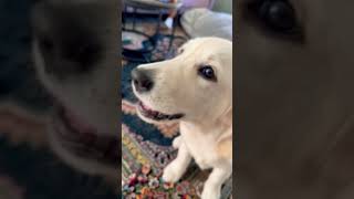 When the weather is warm  Teddie loves watermelon 🍉 goldenretriev funnypets TeddieTheGolden [upl. by Nageam544]