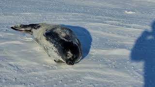 Chased by a Weddell seal pup near Scott Base Antarctica [upl. by Kalila]