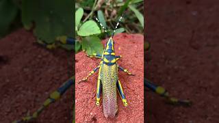 Royal Jump  Painted Grasshopper shorts trending wildlife nature [upl. by Arim244]