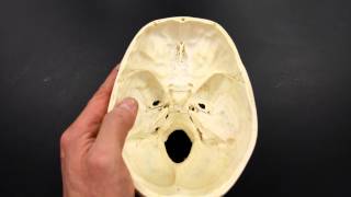 SKELETAL SYSTEM ANATOMY Cranial fossa of the human skull [upl. by Trotter]