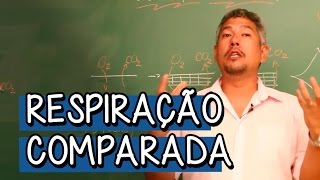 O que é Respiração Comparada  Extensivo Biologia  Descomplica [upl. by Ingrid]