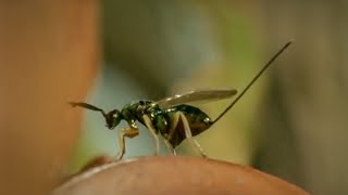 Life of Insects  Attenborough Life in the Undergrowth  BBC Earth [upl. by Einej]