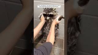 The Inspiring Rescue of a Man and a Motionless Raccoon on the Ground raccoon babyraccoon short [upl. by Najib488]