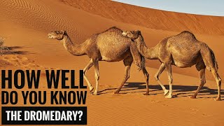 Dromedary  Description Characteristics and Facts [upl. by Hilleary]