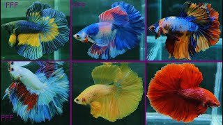 THAILAND IMPORTED BETTA FISH [upl. by Rayshell]