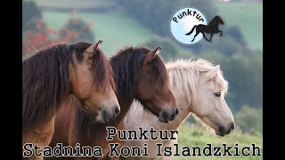 Witamy w Punktur  Punktur Stadnina Koni Islandzkich [upl. by Ameyn]