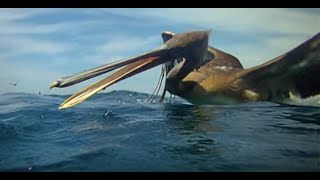 Pelicans Diving  Slow Mo [upl. by Vastha]