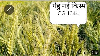 CG ki 1044 gehun ki ek nai variety mo9993682345 farming gehu dollarchana [upl. by Drolet]