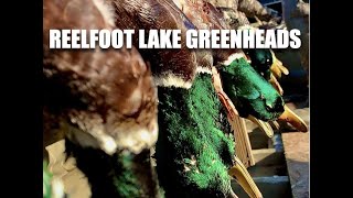 Hunting The Legendary REELFOOT LAKE [upl. by Nolur]