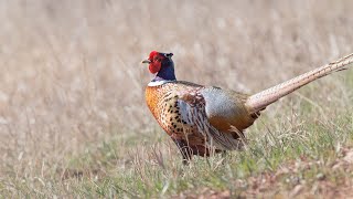 Pheasant Season Outlook  NDGF  09252023 [upl. by Yurik]