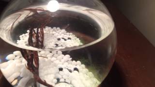 Ecosphere fully enclosed self sustaining ecosystem aquarium glass ball [upl. by Laved463]