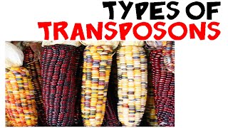 Types of transposons [upl. by Phillips]