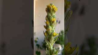 Huge Mullein [upl. by Mikaela]