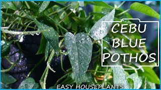 Cebu Blue Pothos Epipremnum Pinnatum  New Houseplants [upl. by Benni]