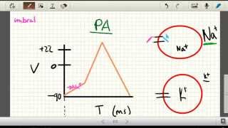 Potencial De Accion  TuUniversidadVirtual [upl. by Kristo923]