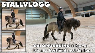 STALLVLOGG Galopptränar m min islandshäst Ófeigur  TIPS på hur man blir mer bestämd med sin häst [upl. by Davena396]