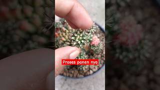 Proses Panen Kaktus Variegata Gymnocalycium mihanovichii Multicoloure aridzona kaktus sukulen [upl. by Ainessej198]